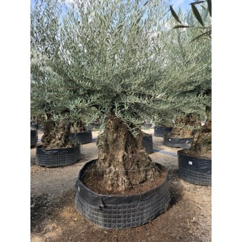 Olea bonsai 175/200 CTM